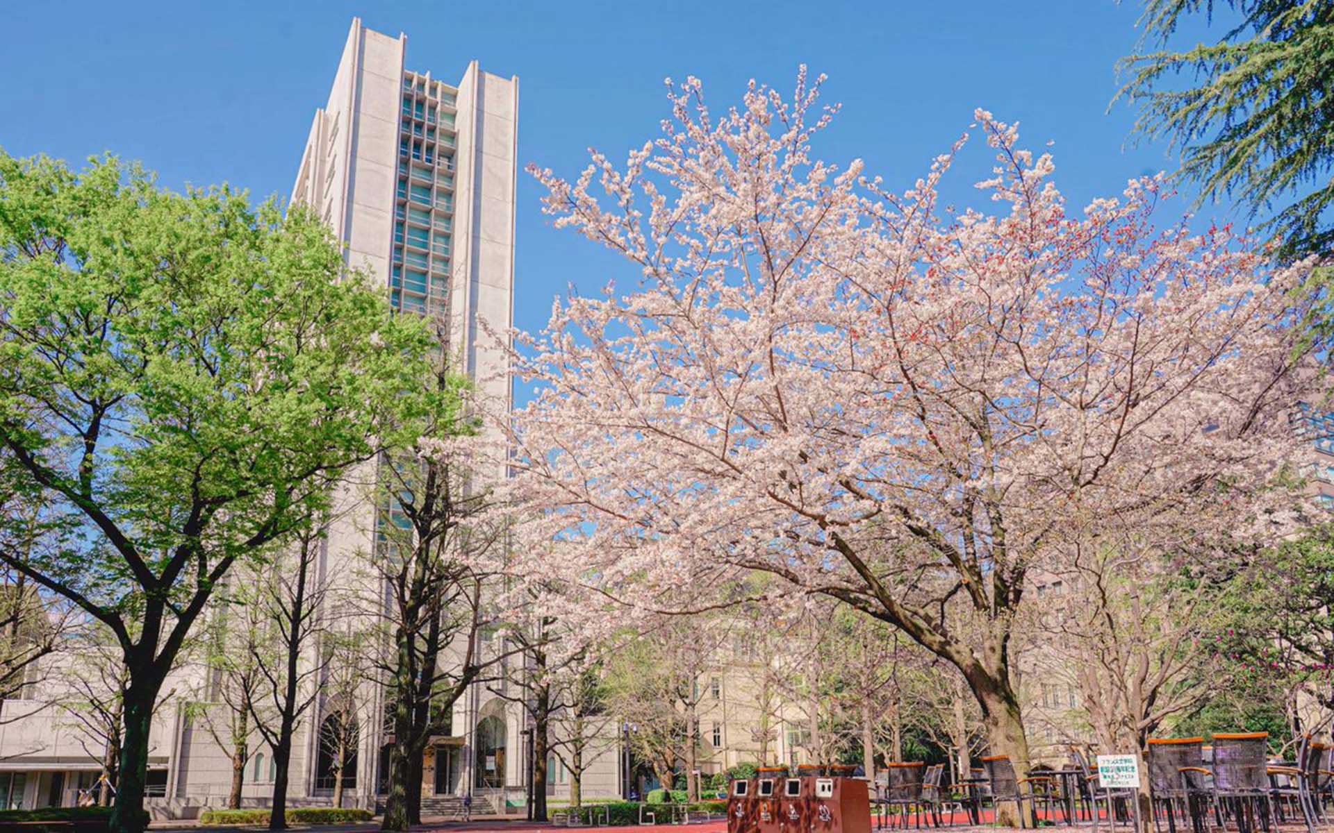 Weißes Hochhaus hinter einem grünen Baum links und einem rosafarben blühenden Kirschbaum rechts vor blauem Himmel